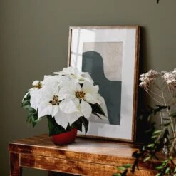 12" Potted White Poinsettia Set -Michaels Shop D322502S 14